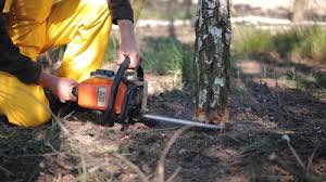 Best Tree and Shrub Care  in Palo, IA