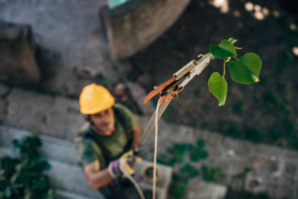 Palo, IA  Tree Services Company