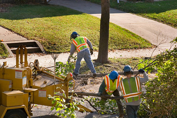 Why Choose Our Tree Removal Services in Palo, IA?